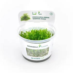 Neue Ware Weepingmoos, Vesicularia ferriei, In Vitro